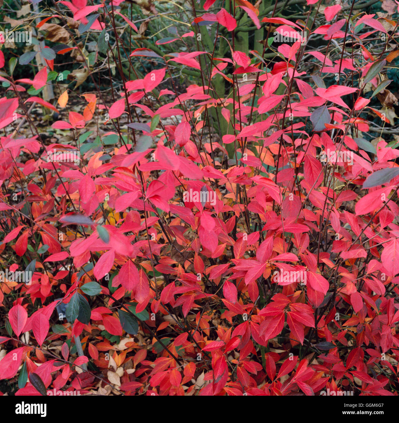 Aronia x prunifolia - `Brilliant'   TRS002742 Stock Photo